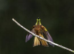 Image of Chestnut-breasted Coronet