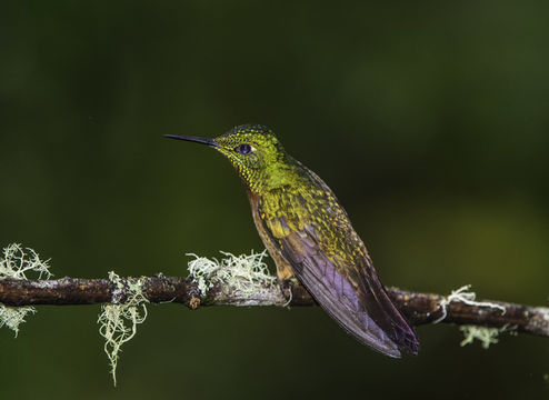 Image of Chestnut-breasted Coronet