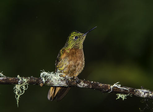 Image of Chestnut-breasted Coronet