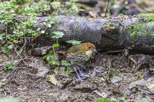 Image of Chestnut-crowned Antpitta