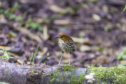 Image of Chestnut-crowned Antpitta