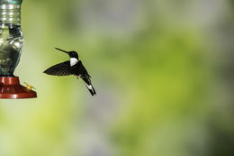 Image of Collared Inca