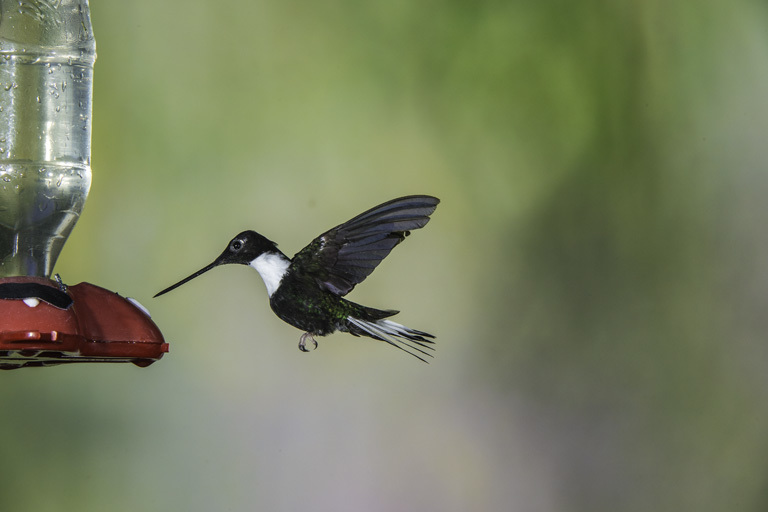 Image of Collared Inca