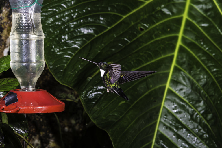 Image of Collared Inca