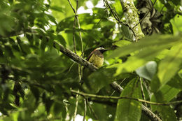 Image of Crimson-mantled Woodpecker