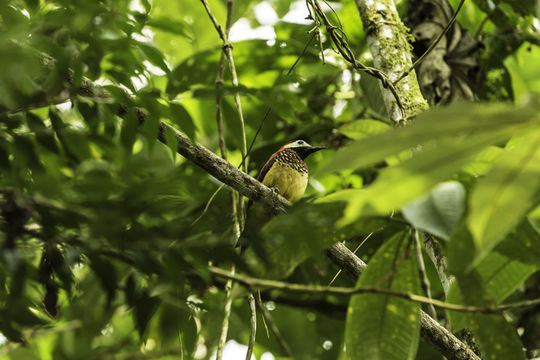 Image of Crimson-mantled Woodpecker