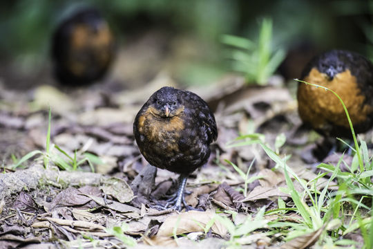 Image of Dark-backed Wood Quail