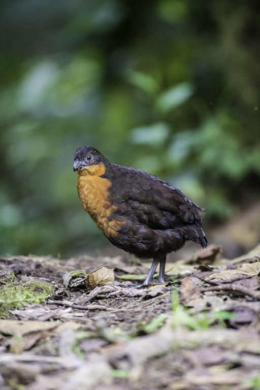 Image of Dark-backed Wood Quail