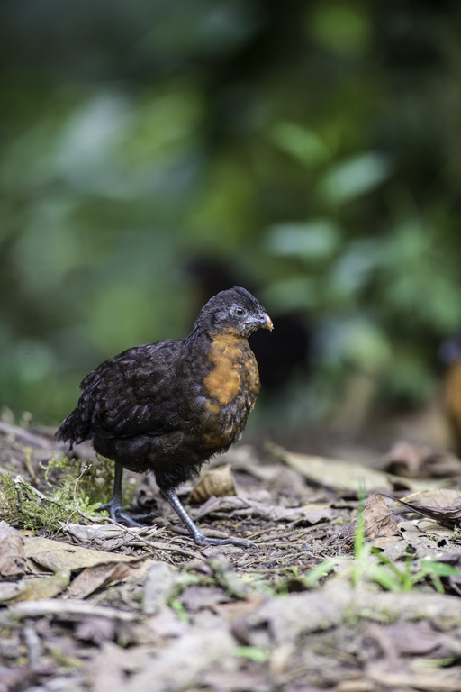 Image of Dark-backed Wood Quail