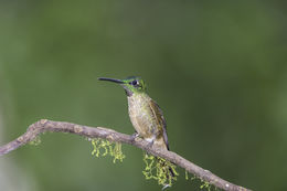 Image of Fawn-breasted Brilliant