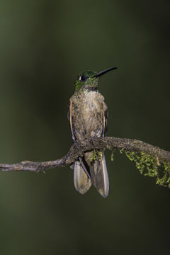 Image of Fawn-breasted Brilliant