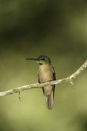 Image of Fawn-breasted Brilliant