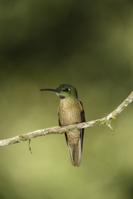 Image of Fawn-breasted Brilliant