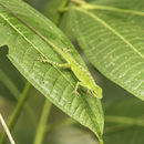 Image of Andes  Anole