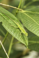 Image of Andes  Anole