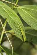 Image of Andes  Anole