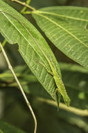 Image of Andes  Anole