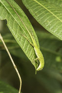 Image of Andes  Anole