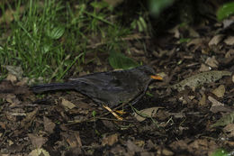 Image of Great Thrush