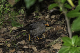 Image of Great Thrush