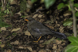 Image of Great Thrush