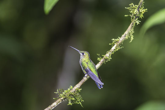 Image of Green-crowned Brilliant