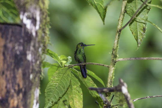 Image of Green-crowned Brilliant