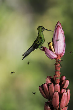 Image of Green-crowned Brilliant