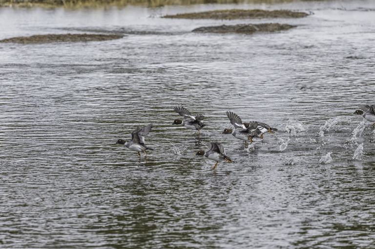 Image of Common Goldeneye