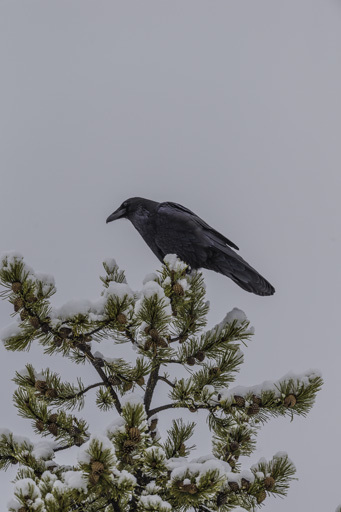 Image of Northern Raven