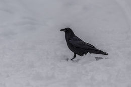 Image of Northern Raven