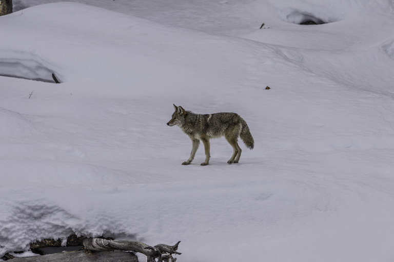 Image of American jackal