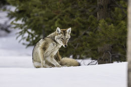 Image of American jackal