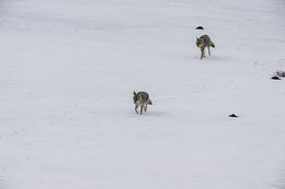 Image of American jackal