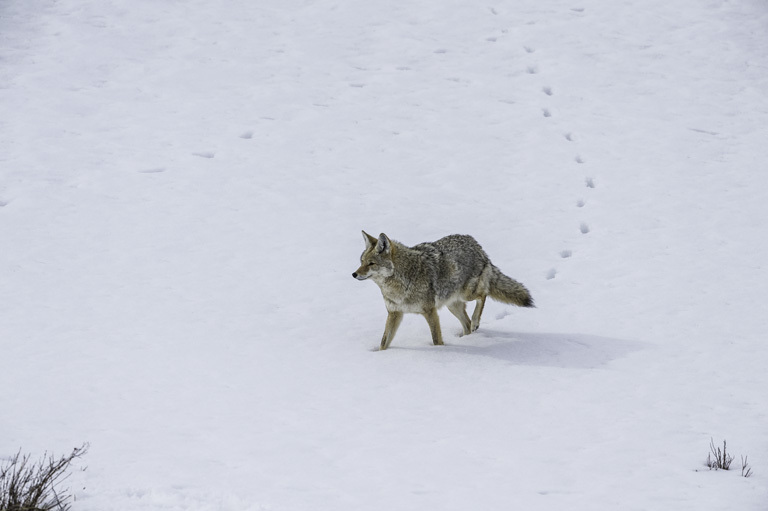 Image of American jackal