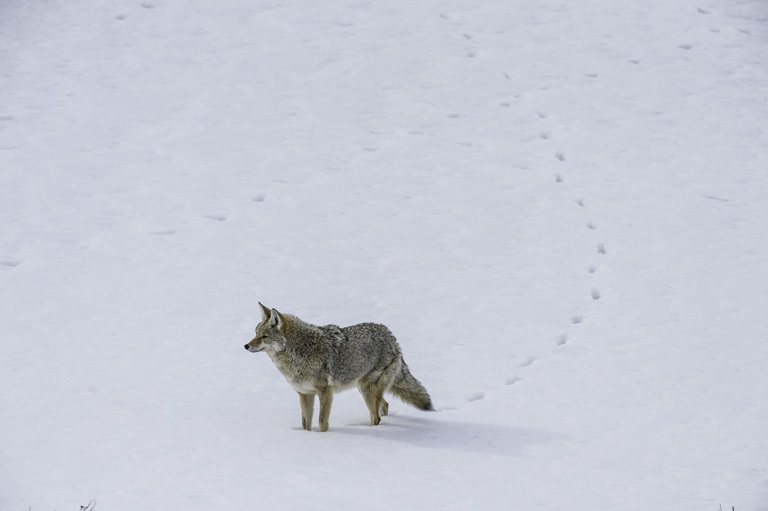 Image of American jackal