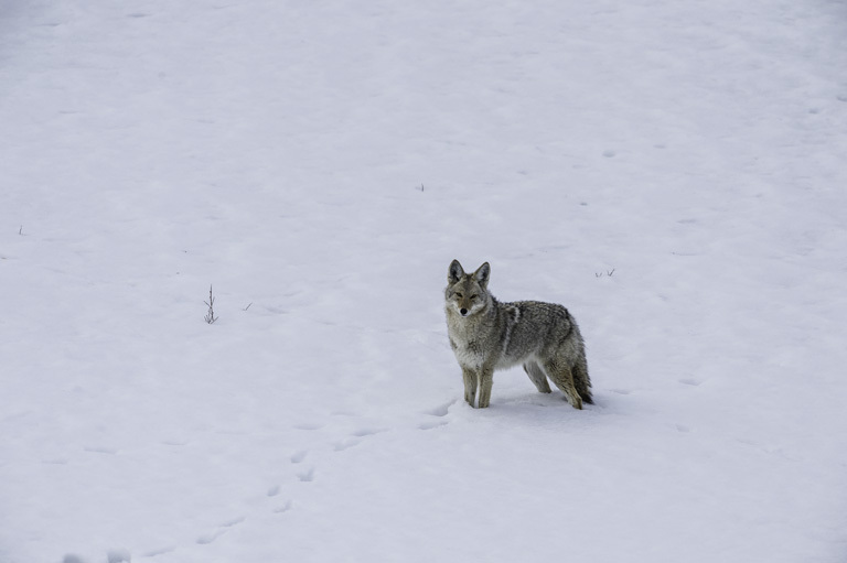 Image of American jackal