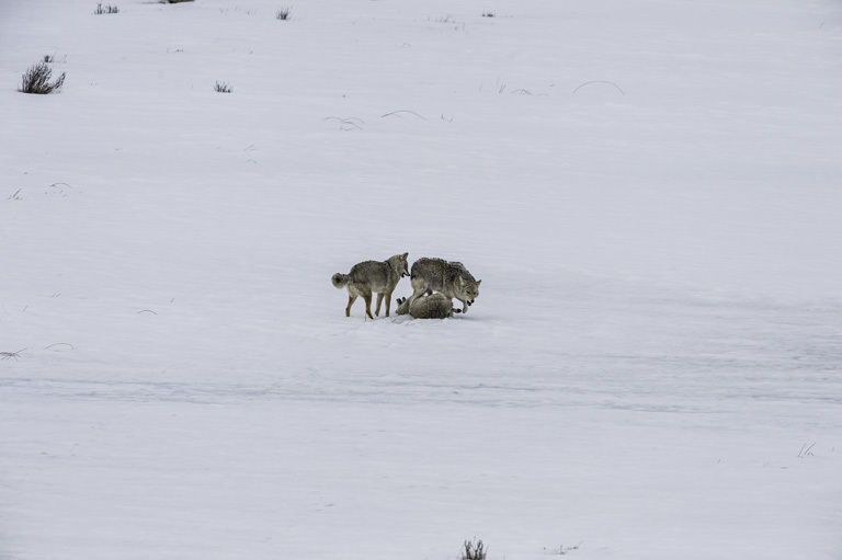 Image of American jackal