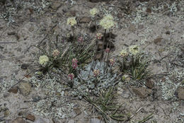 Imagem de Eriogonum ovalifolium Nutt.