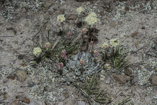 Image of cushion buckwheat