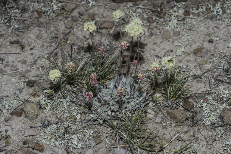 Imagem de Eriogonum ovalifolium Nutt.