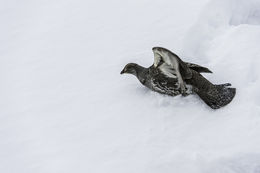 Image of Dusky Grouse