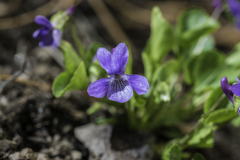 Image of Early Blue (Hook) Violet