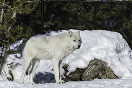 Imagem de Lobo