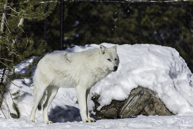 Image of gray wolf