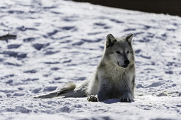 Image of gray wolf