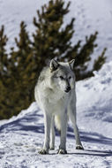 Image of gray wolf