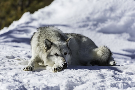 Image of gray wolf