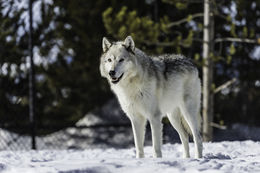 Image of gray wolf