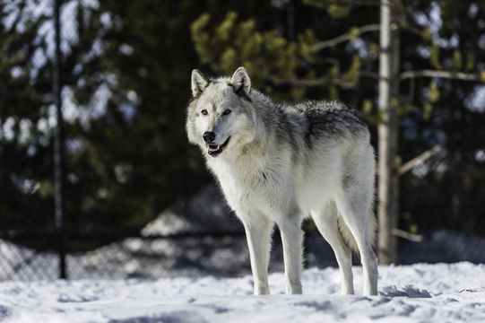 Image of gray wolf